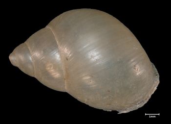 Media type: image;   Malacology 26352 Aspect: apertural